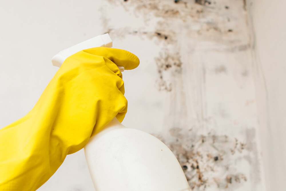 Toename overlast schimmels, hoe voorkom je problemen?